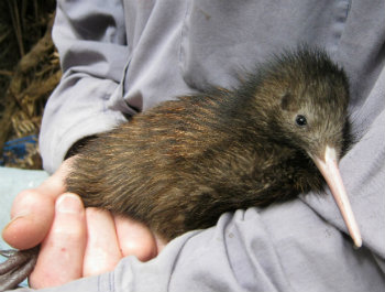 Vulnerable kiwi chick article